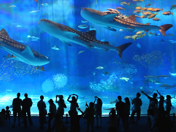 ทัวร์มาเก๊า ฉางหลง ✨ Ocean Kingdom 3 วัน 2 คืน **บิน Air Macau 💥