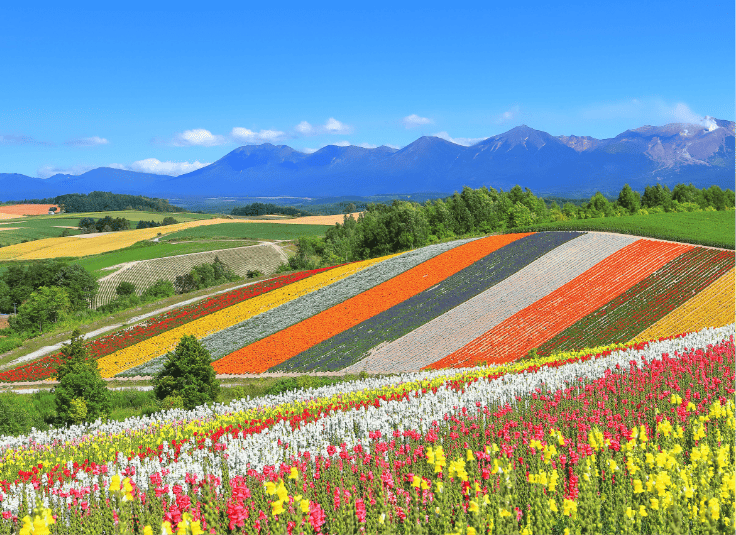 Wow Wednesday 💚 ฮอกไกโด FUN & Easy Package ตั๋วเครื่องบิน + ที่พัก 6 วัน 4 คืน  @Yu Kiroro❗️